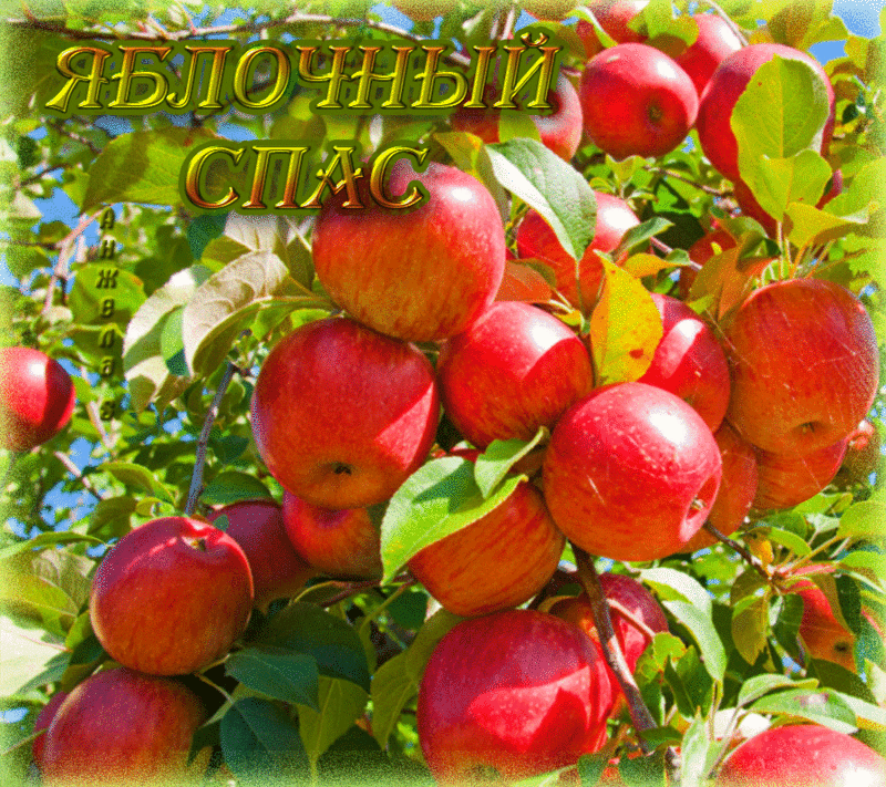 Открытка Открытки с Яблочным Спасом - Яблочный сад: Красивые яблоки на ветвях | Красивая открытка #69