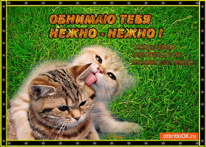 Открытка Открытки обнимаю - Смешной котенок на траве: Открытка с котиком - Смешное фото | Красивая открытка #15