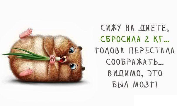 Открытка 	Картинки про диеты	 - Забавный хомяк с зелёным листом | Красивая открытка #2