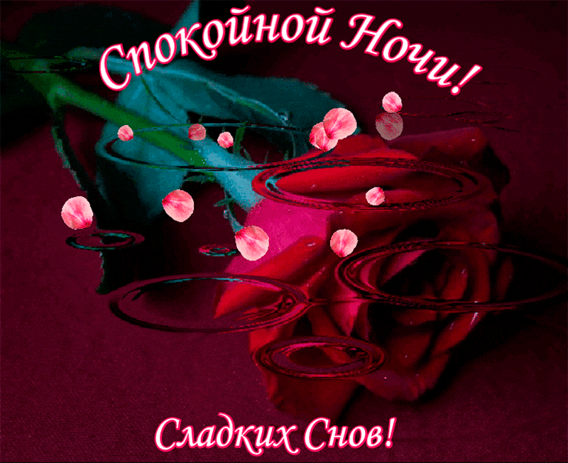 Открытка Открытки с пожеланиями на ночь - Красная роза, лепестки, темно-красный фон | Красивая открытка #51