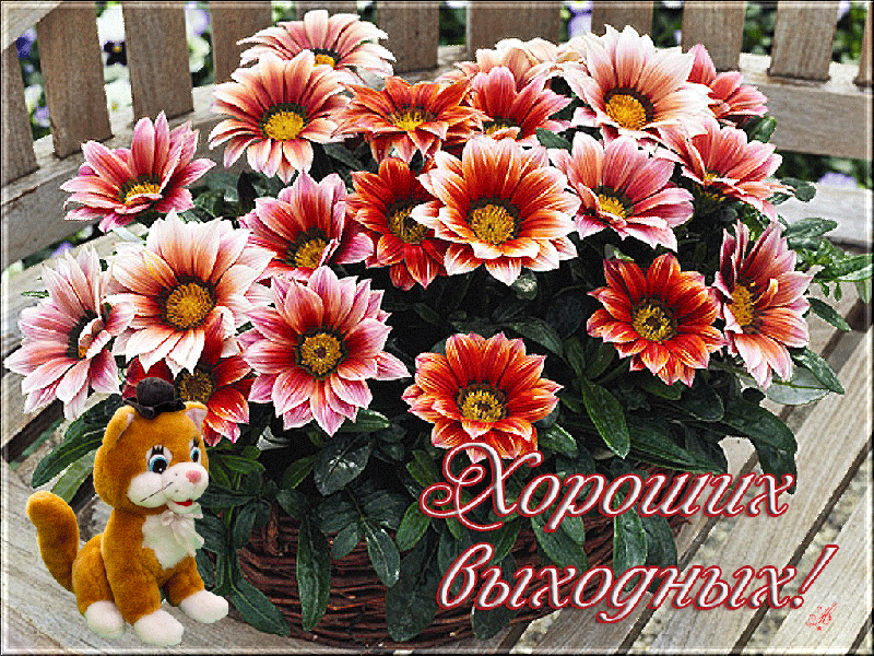 Открытка Открытки хороших выходных - Открытка с цветами и котенком: С Днем! | Красивая открытка #138