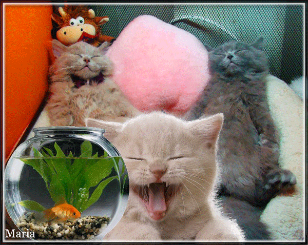 Открытка С кошками - Открытка с котятами и рыбкой | Красивая открытка #26