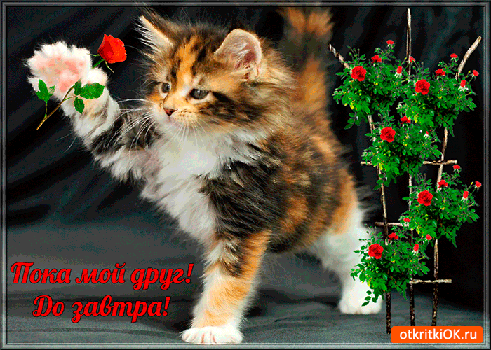 Открытка Открытки с прощаниями  - Котенок с розой: открытка с милым котенком | Красивая открытка #39