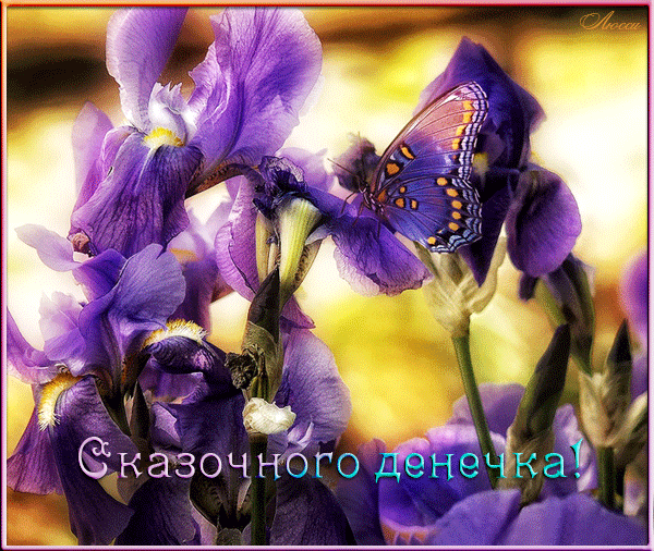 Открытка С ирисами - Фиолетовые ирисы и бабочка: поздравительная открытка | Красивая открытка #24