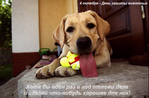 Открытка День защиты животных - Щенок с мячиком: Открытка с собакой для любителей животных | Красивая открытка #19