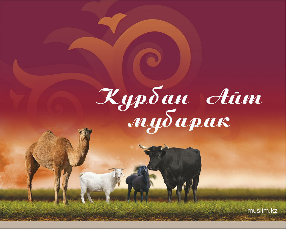 Открытка открытки на курбан айт  - Открытка Курбан-Айт: верблюд, коза, бык | Красивая открытка #13