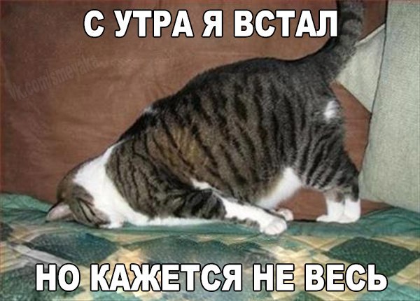 Открытка Открытки с приколами доброе утро - Спящий котенок: милая открытка с котиком | Красивая открытка #7