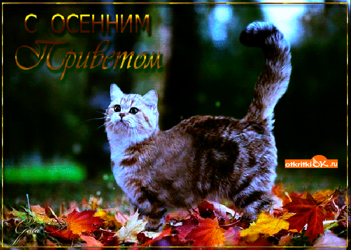 Открытка Осенний приветик - Открытка с котенком на фоне осенней листвы | Красивая открытка #82
