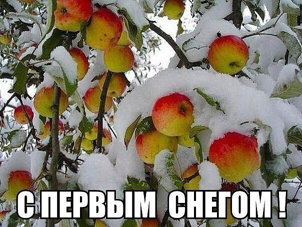 Открытка С первым снегом - Яблони в снегу: зимняя открытка с первым снегом | Красивая открытка #36