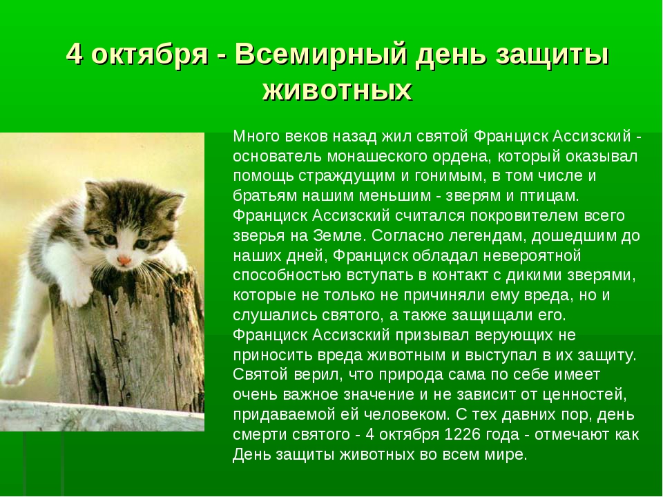 Открытка День защиты животных - День защиты животных: история и значение праздника | Красивая открытка #11