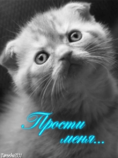 Открытка открытки с извинениями  - Открытка с котенком: Милая черно-белая картинка | Красивая открытка #77