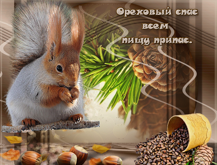 Открытка Ореховый спас. - Белка с шишками и орехами: поздравительная открытка | Красивая открытка #89