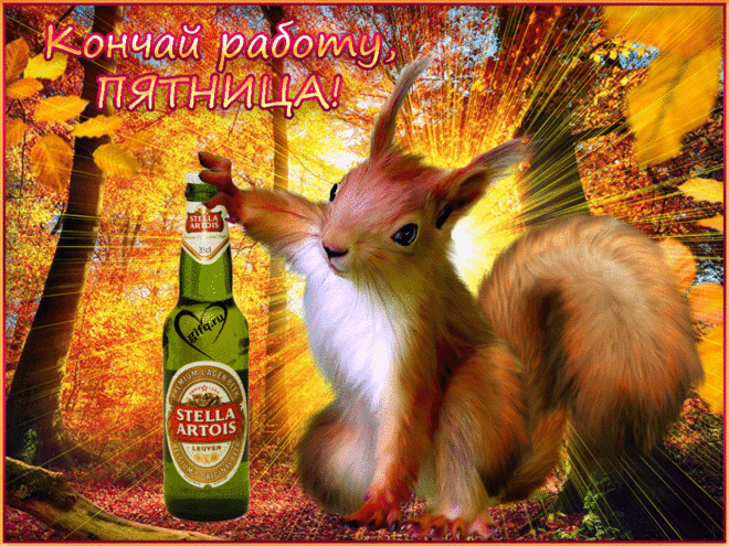 Открытка Открытки на пятницу - Белка с пивом Stella Artois на фоне осеннего леса | Красивая открытка #246