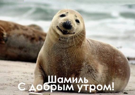 Открытка Открытки с именем Шамиль - Улыбающийся морской котик на пляже | Красивая открытка #21