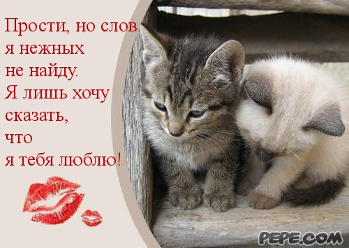 Открытка открытки с извинениями  - Два милых котенка: открытка с котятами | Красивая открытка #8