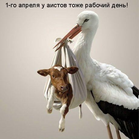 Открытка открытки с приколами на 1 апреля - Лебедь несет теленка: смешная открытка на 1 апреля | Красивая открытка #27