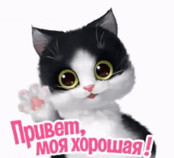 Открытка Привет - Открытка с милым чёрно-белым котенком | Красивая открытка #6