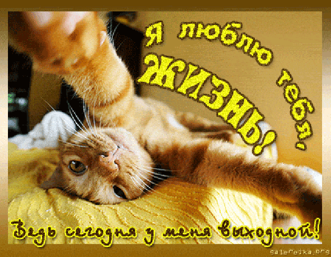 Открытка Открытки хороших выходных - Котенок: Милая открытка с рыжим котенком | Красивая открытка #238