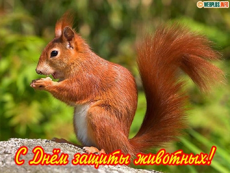 Открытка День защиты животных - Открытка с белкой: С Днём животного мира! | Красивая открытка #5