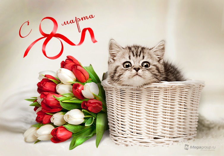 Открытка открытки на 8 марта - Открытка с котенком и тюльпанами | Красивая открытка #16