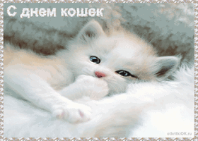 Открытка День Кошек - Открытка с котенком: милый подарок на праздник | Красивая открытка #40