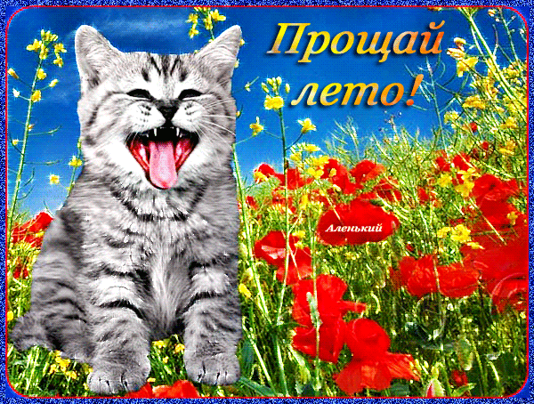 Открытка С последним днем лета! - Смешной котенок на фоне цветов: открытка с юмором | Красивая открытка #19