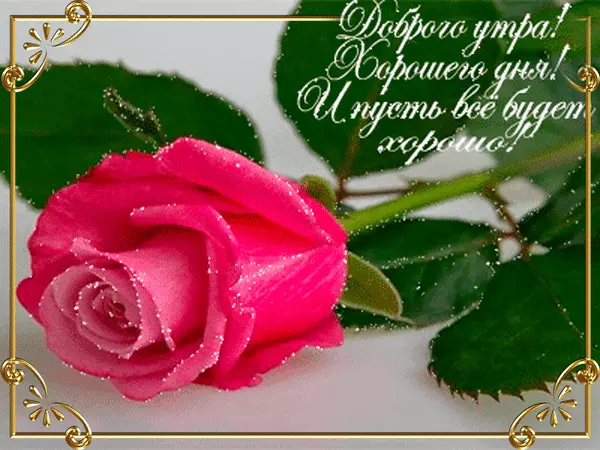 Открытка Открытки все будет хорошо - Розовый цветок розы на белом фоне | Красивая открытка #114