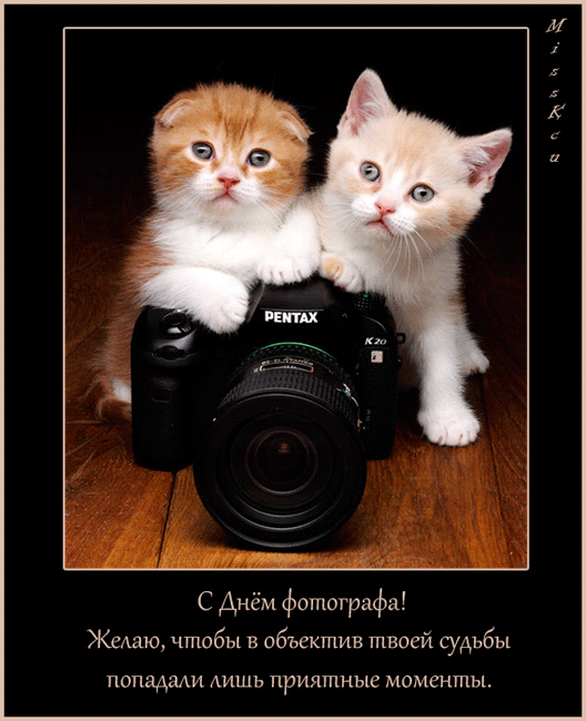 Открытка Открытки с днем фотографа - Открытка с котятами и фотокамерой  С Днём фотографа | Красивая открытка #32