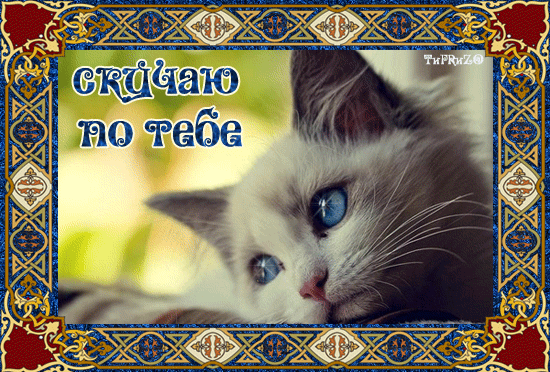 Открытка Открытки скучаю по тебе - Близкий план кота с голубыми глазами | Красивая открытка #25
