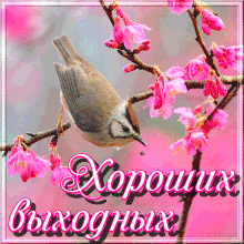 Открытка Открытки хороших выходных - Открытка с птицей на цветущей ветке | Красивая открытка #81