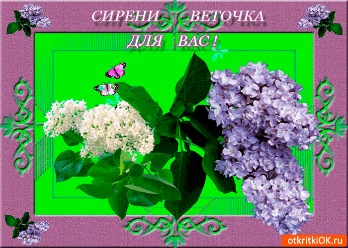 Открытка С сиренью - Открытка с сиренью и цветами: нежная красота | Красивая открытка #136