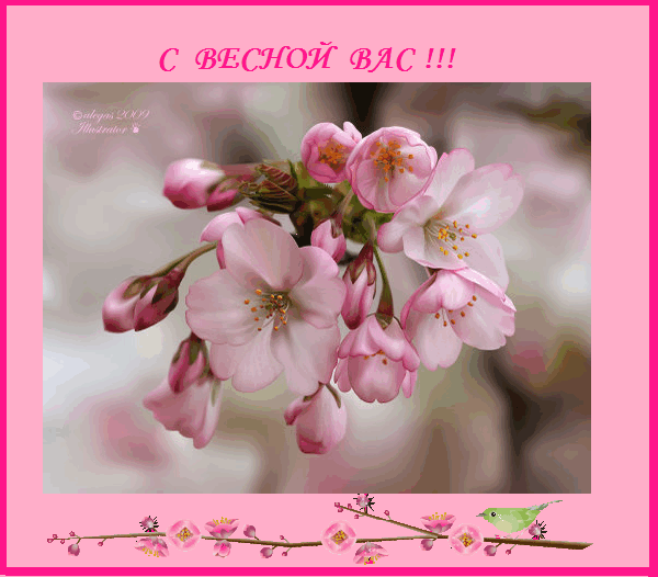 Открытка Открытки с первым днем весны - Цветущая вишня: нежная весенняя открытка | Красивая открытка #63