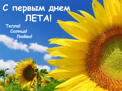 Открытка открытки с первым днем лета  - Подсолнухи на фоне голубого неба | Красивая открытка #23