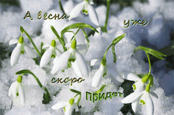 Открытка Открытки весенняя пора - Подснежники на снегу: нежная весенняя открытка | Красивая открытка #142