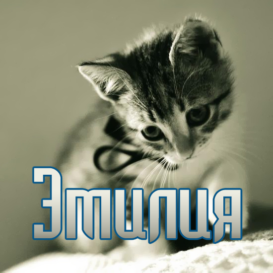 Открытка открытки с именем Эмилия - Открытка с котенком: милый подарок | Красивая открытка #11