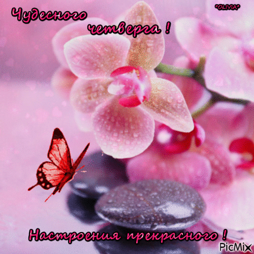 Открытка Открытки на четверг - Розовые орхидеи и бабочка на камнях | Красивая открытка #185