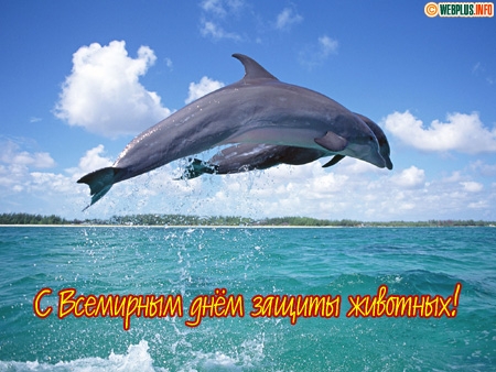 Открытка День защиты животных - Дельфин выпрыгивает из воды. Открытка с дельфином. | Красивая открытка #7