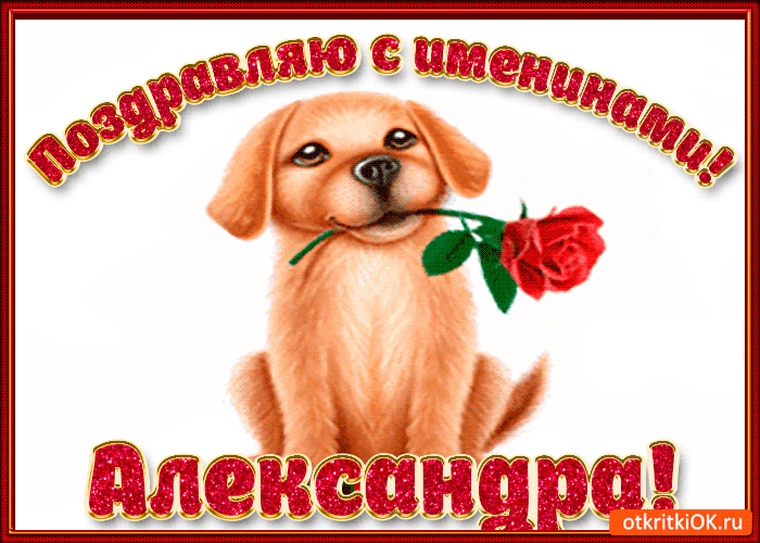 Открытка Открытки с именем Александра - Открытка с щенком и розой  поздравления  otkritkiOK.ru | Красивая открытка #84