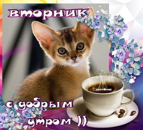 Открытка Вторник - Утро с котиком: милая открытка с цветами | Красивая открытка #1