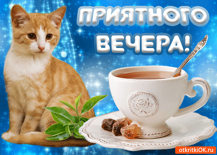 Открытка Открытки добрый вечер - Открытка с котиком и чаем: поздравления и пожелания | Красивая открытка #4