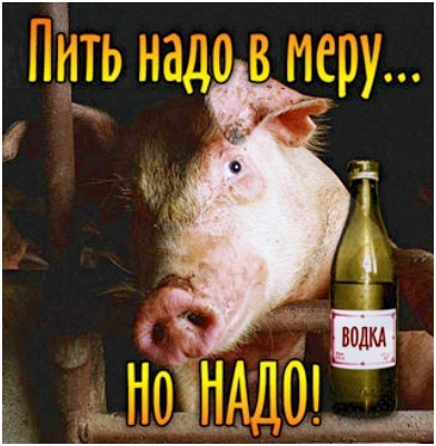 Открытка Открытки на День Рождения Русской Водки - Свинья с бутылкой водки: смешная открытка | Красивая открытка #17
