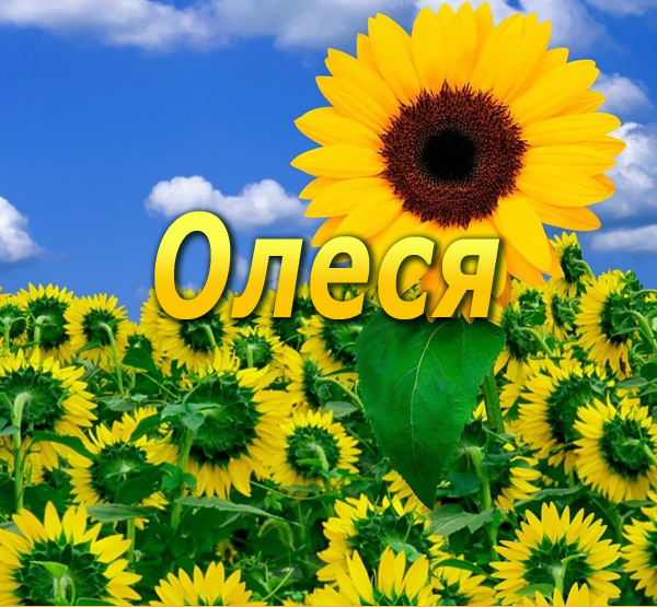 Открытка открытки с именем Олеся  - Открытка с подсолнухами на фоне голубого неба | Красивая открытка #21