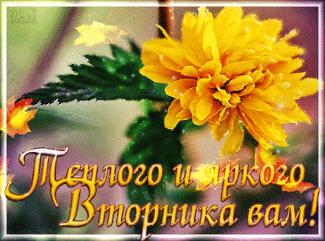 Открытка Открытки на вторник - Яркая поздравительная открытка с желтыми цветами | Красивая открытка #183