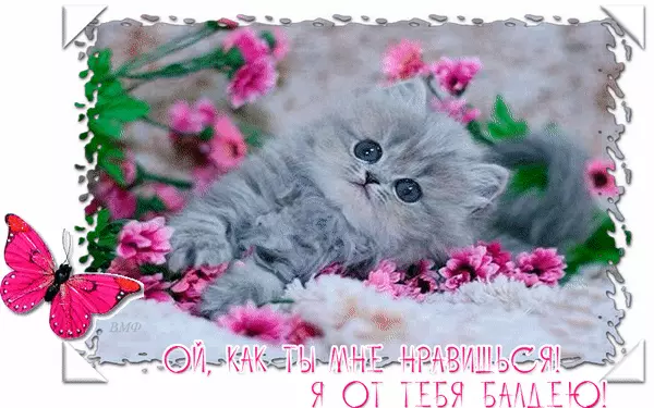 Открытка Открытки ты мне нравишься - Милый котенок на фоне цветов: открытка с розовой бабочкой | Красивая открытка #28