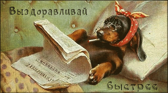 Открытка Открытки скорейшего выздоровления - Такса читает книгу. Открытка с собакой в бандане. | Красивая открытка #107