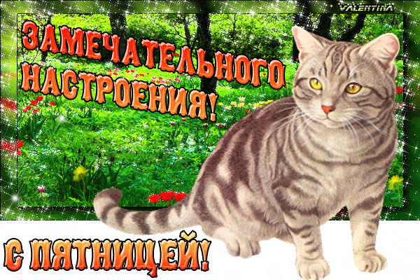Открытка Открытки на пятницу - Поздравительная открытка с серым котом | Красивая открытка #212