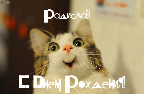 Открытка Открытки с именем Радислав  - Открытка с котиком на день рождения | Красивая открытка #1