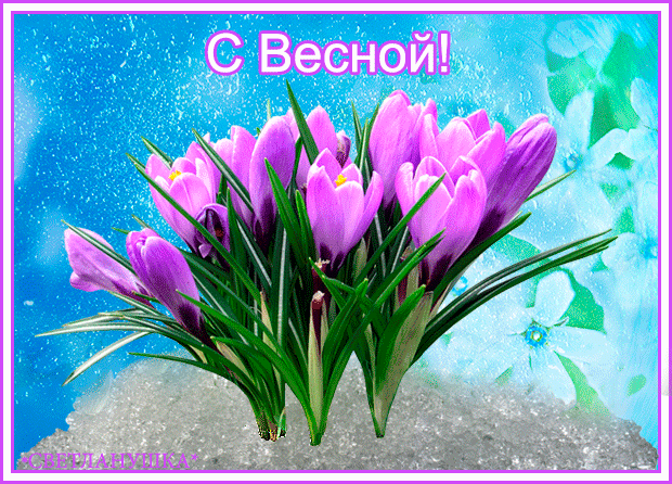 Открытка Открытки весенняя пора - Весенние цветы: фиалки и подснежники на открытке | Красивая открытка #178