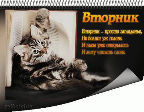 Открытка открытки с пожеланиями хорошей среды - Открытка с котенком на книге  Праздничная открытка | Красивая открытка #19