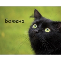 Открытка открытки с именем Божена - Черный кот на зеленом фоне - открытка | Красивая открытка #14